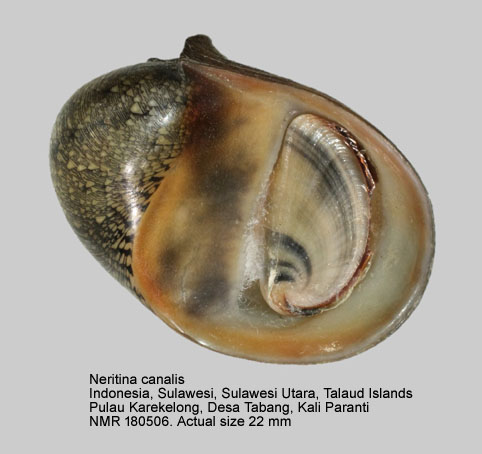 Neritina canalis.jpg - Neritina canalis G.B.Sowerby,1825